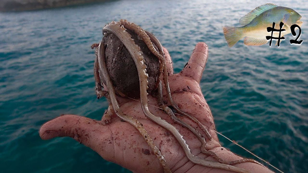 【＃２】無人島で奇形なエサを落とすとどうなるか…【“伝説の高級魚の魚拓“を狙え！】