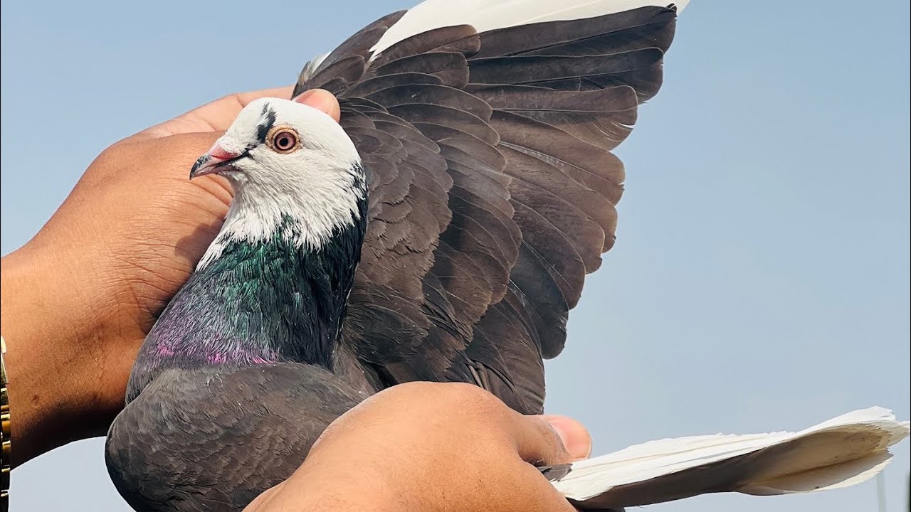 আলহামদুলিল্লাহ আজ কে কিছু আপডেট 