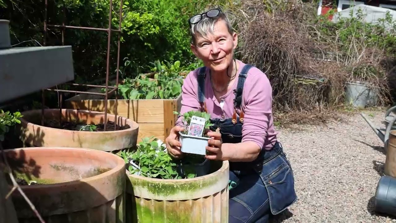 Annika Christensen ger sina bästa tips om att odla grönsaker på liten yta