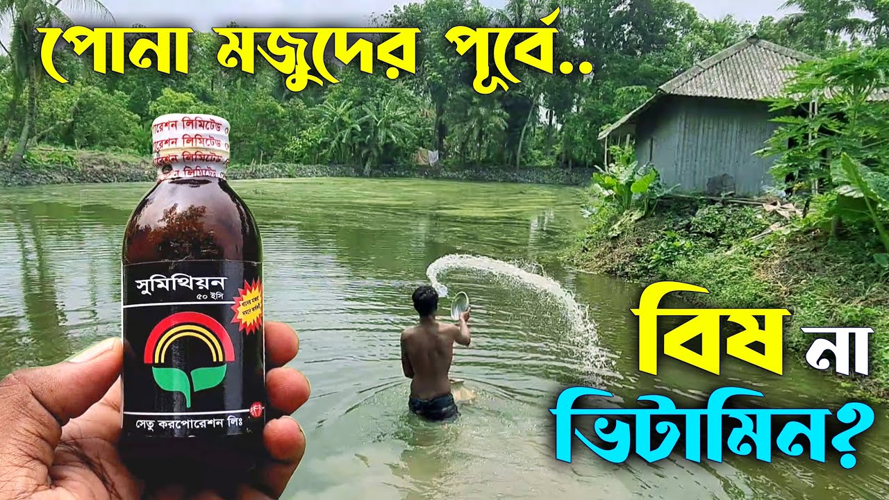 মাছের পোনা ছাড়ার পূর্বে করনীয়। পানি সুবজ করার পদ্ধতি। রেনুর পুকুর প্রস্তুতি। #pondicherry
