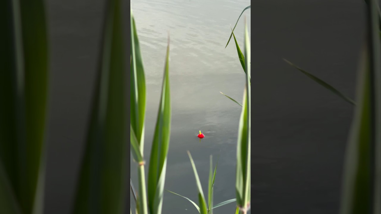 #природа #fishing #рыбалка #carpfishing #carp #nature #fish #карп #выживалово #bassfishing