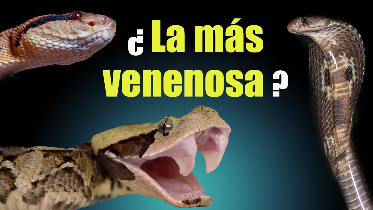 Top 3 Serpientes m&aacute;s venenosas | &iquest;Cu&aacute;l es el serpiente m&aacute;s venenosa del mundo?