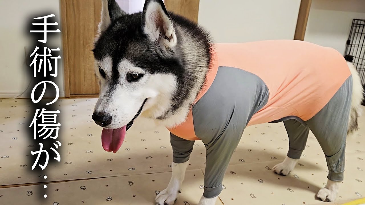 このままでは手術の傷が開いてしまうので術後服を着せたら...