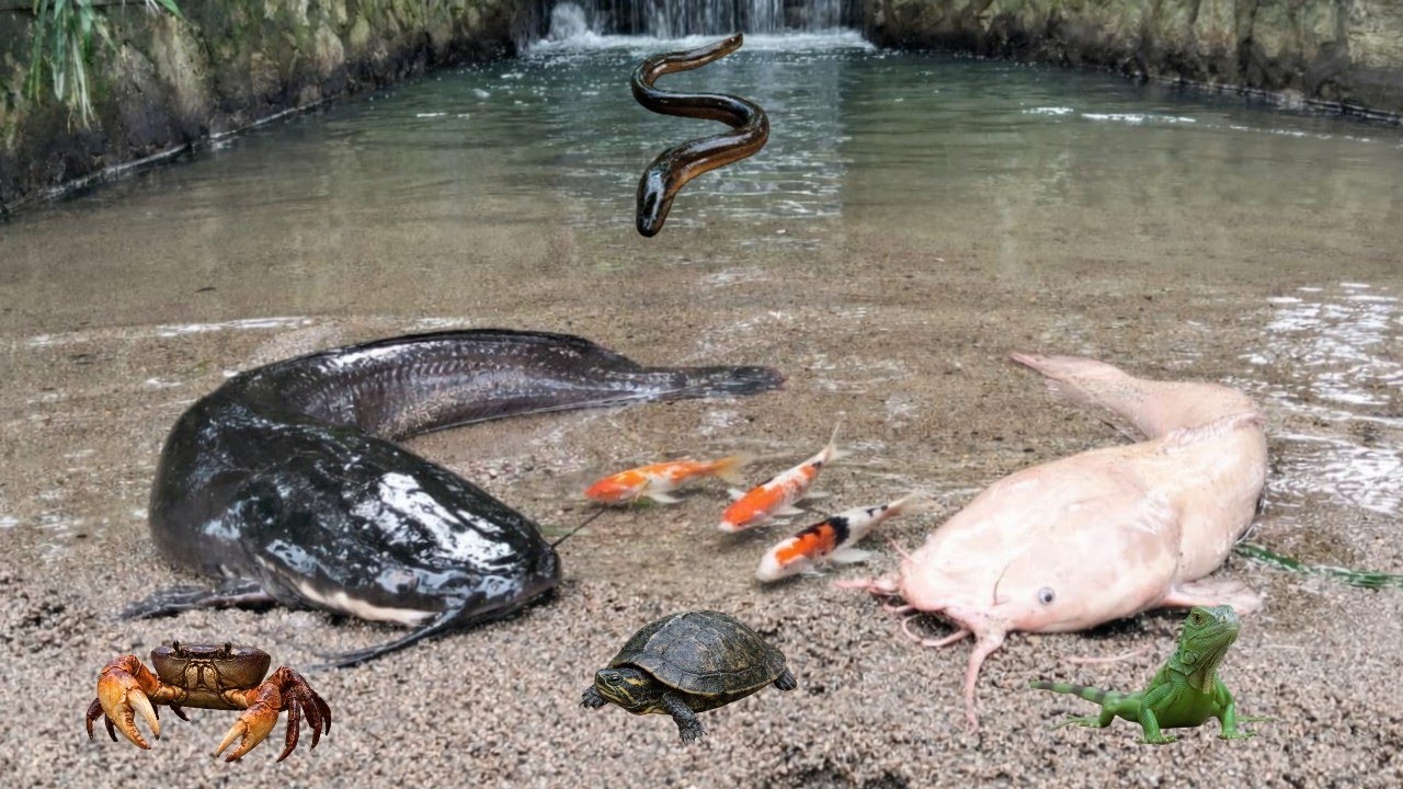 Seru..Menangkap Ikan Lele Besar Di Sungai Kecil, Kelomang,Kepiting,Ikan Koi,Ikan Cupang,Ikan Gabus