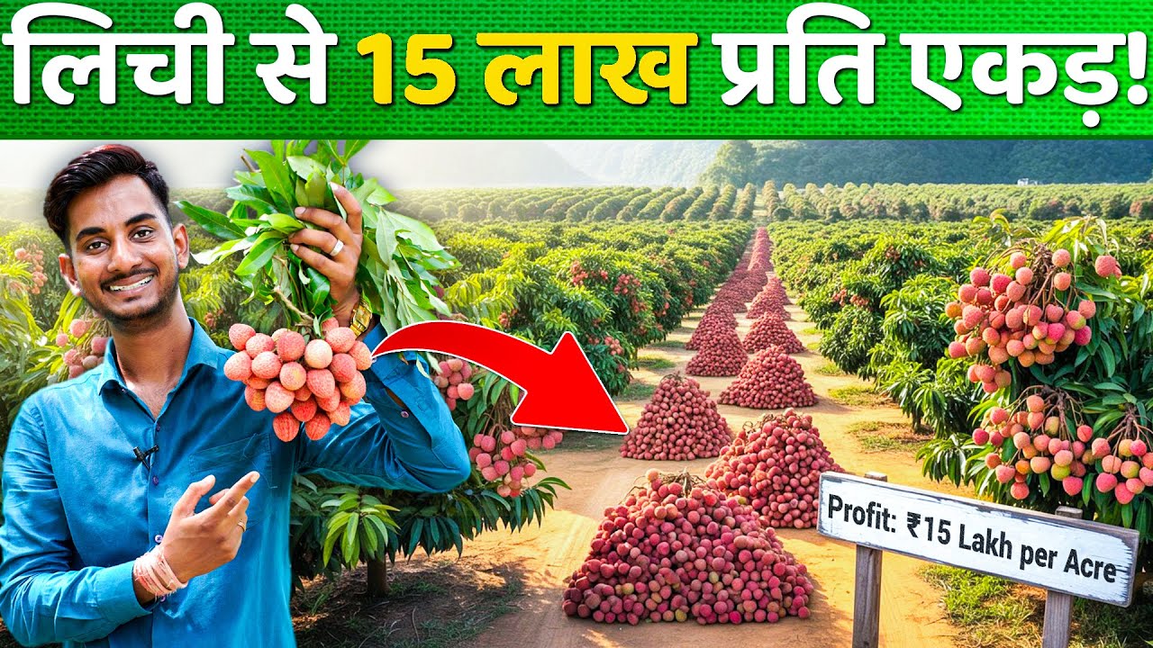 लीची की खेती: 1 एकड़ से कमाएं 15 लाख || Litchi Farming In India || Litchi ki Kheti Kese Kare