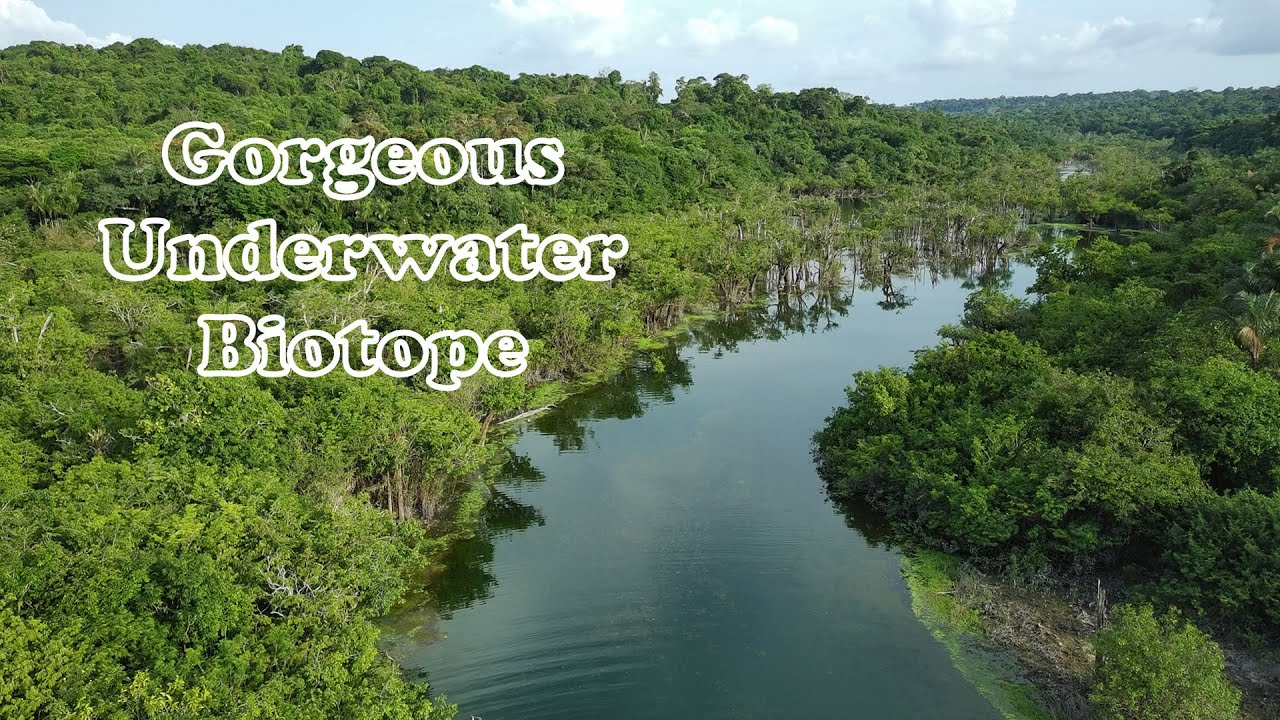 Igarapé de Jamaraquá - Rio Tapajós - Underwater Paradise in the Amazon