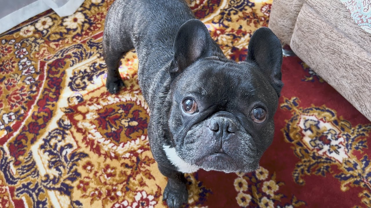French bulldog Oleg invited his friend to the tent