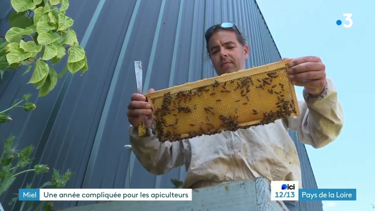 FR3 ApicultureAnnéeDifficile