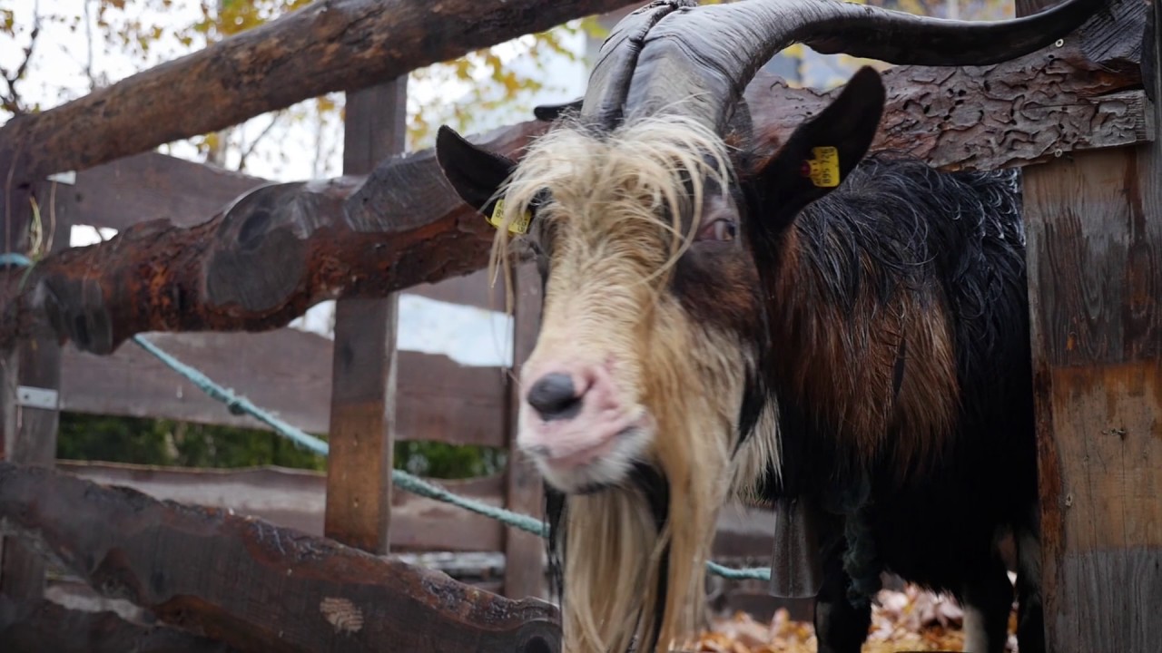 Kothreine Morscht 2016 - M&uuml;hlen in Taufers