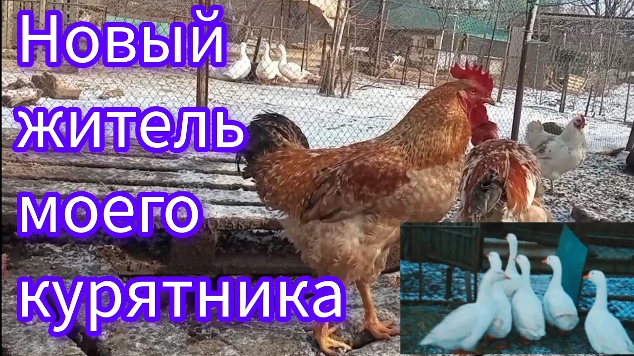 Всё случилось очень быстро🚀⚡. Гуси заплутали. На него такие надежды, а он взял и.. 