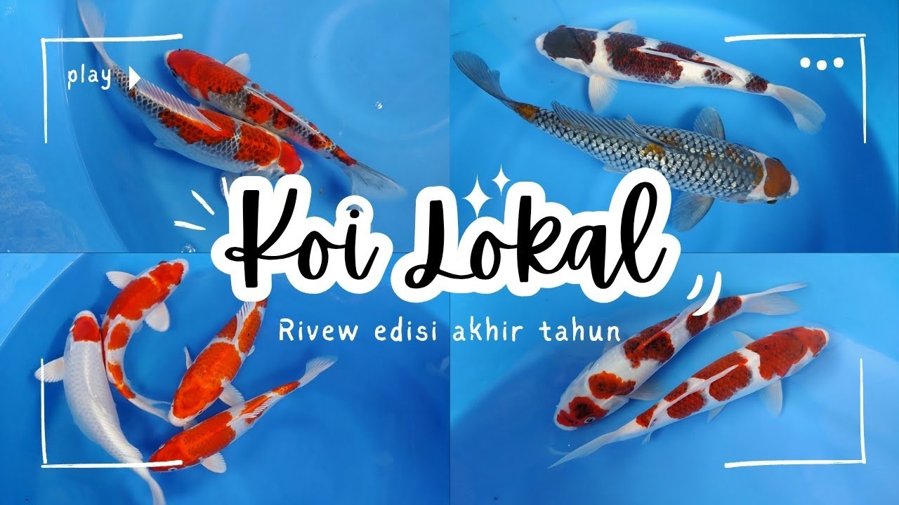 ‼️Wooooww‼️ Khusus akhir tahun nih rivew ikan cakep cakep, Sakura ogon, Goromo, Ochiba, Ghosiki🥰