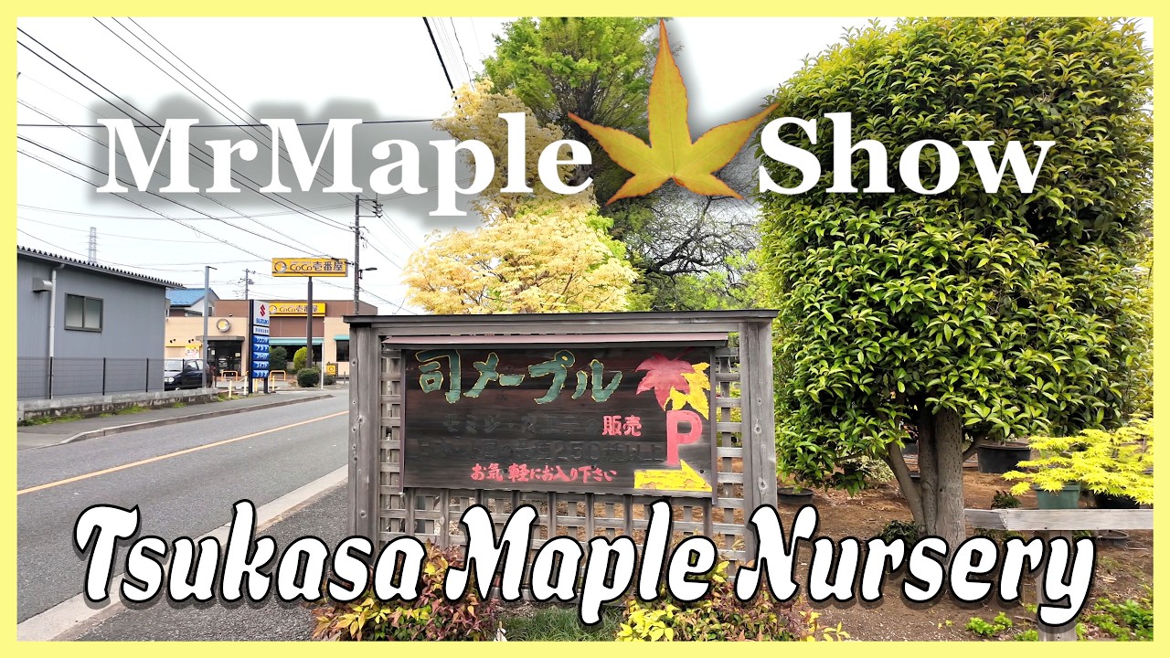 A Walk Around One of the  Most INFLUENTIAL Japanese Maples Nurseries in the World
