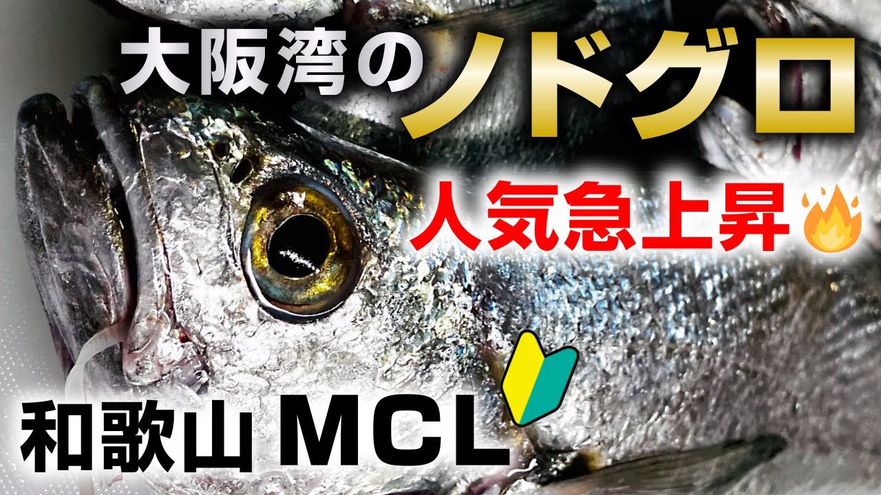 【人気急上昇】“大阪湾のノドグロ”高級魚クログチ釣り初挑戦！（和歌山MCL青物リレー便）