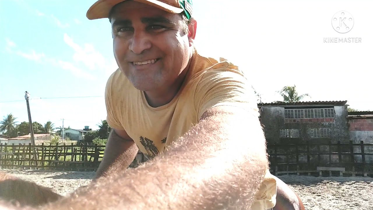 Como escantear um cavalo de vaquejada durante o treino. #cavalos #vaquejada #vaqueiro