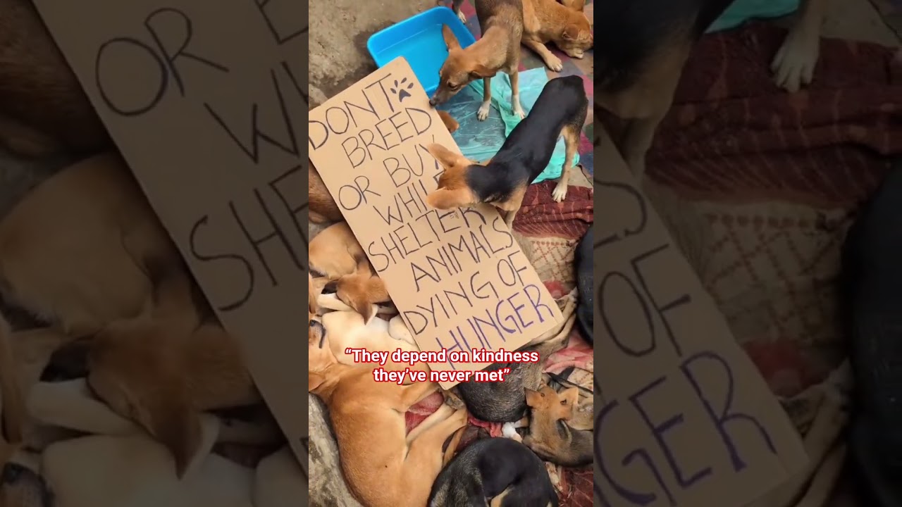 📌 Donation link in bio🙏🐾Help the strays survive 🤍. #dog #love #rescuedog #rescue