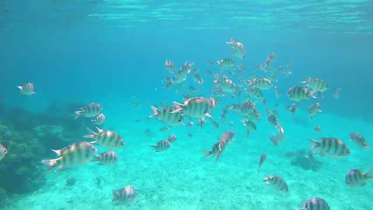 Barriera  Corallina EL Quseir