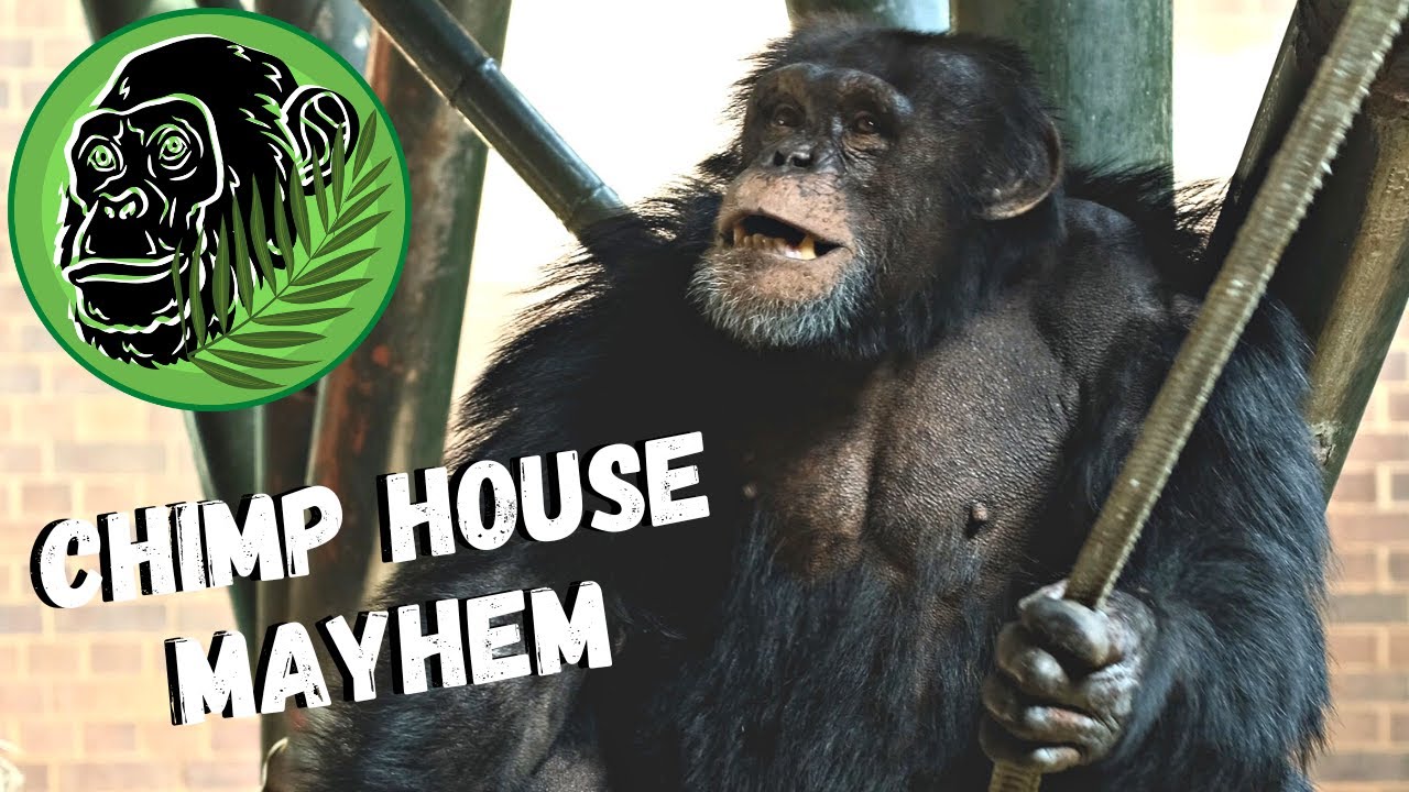 Exhausted Chimp Panting | Dispute In The Chimp House