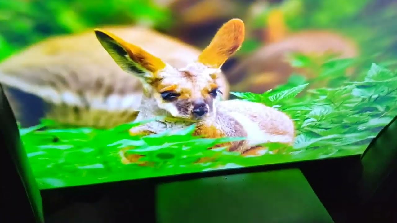 Smart TV LG 55UJ7500 Imagem tremendo - RESOLVA