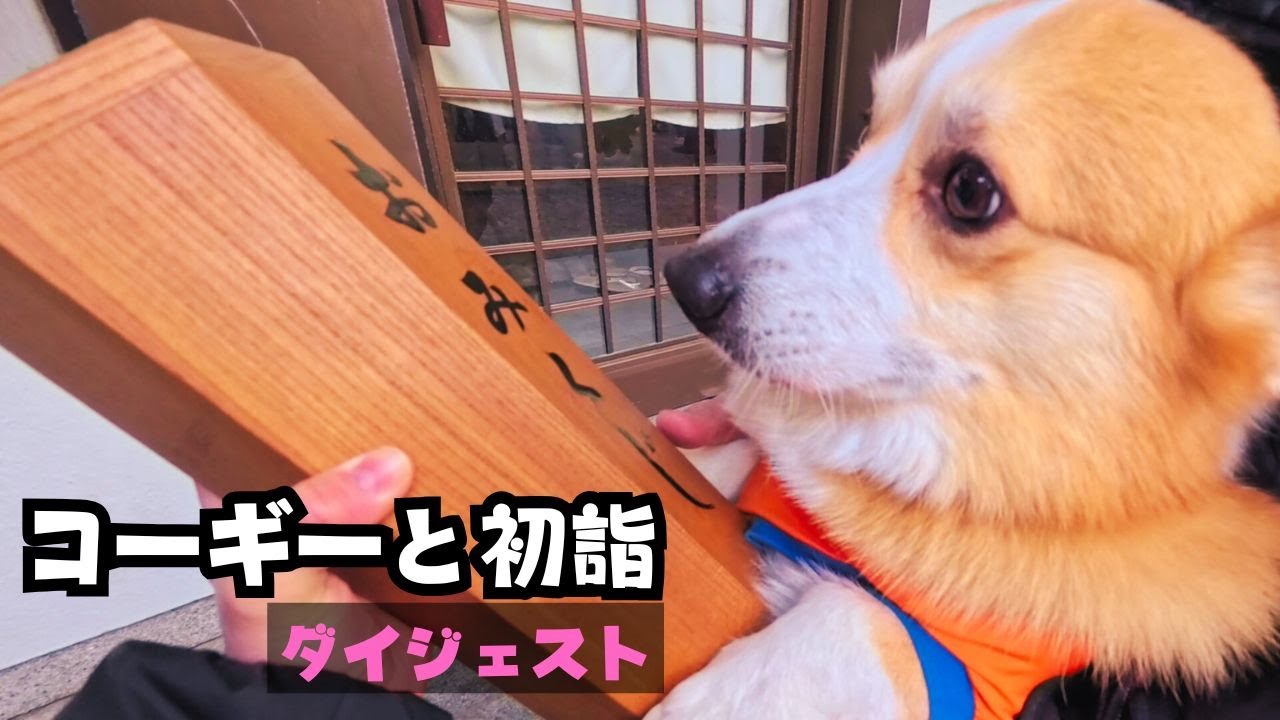 【ダイジェスト】新年の願い イェーガーと神社へ【2026年犬の初詣】
