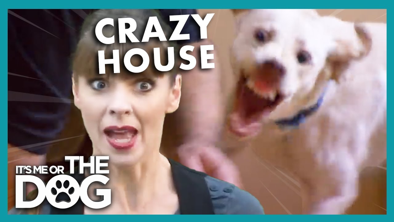 Father Needs To Step up and Train Uncontrollable Dog! | It's Me or the Dog