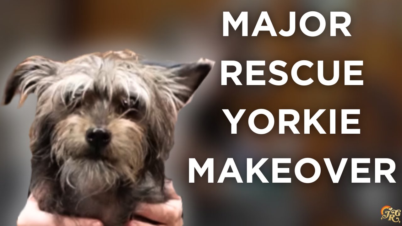 Крупное преображение йоркширского терьера Rescue | Rescue Revamp