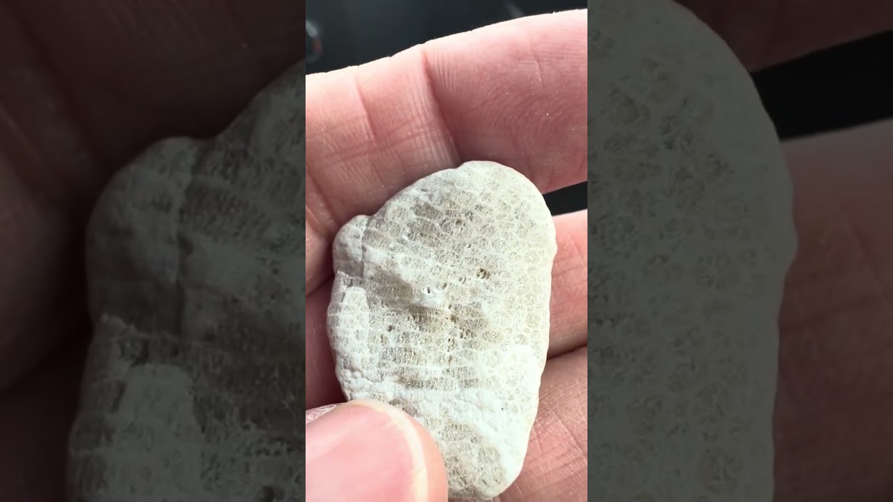 Fossils green beach glass #michigangreatlakes Lake Huron 