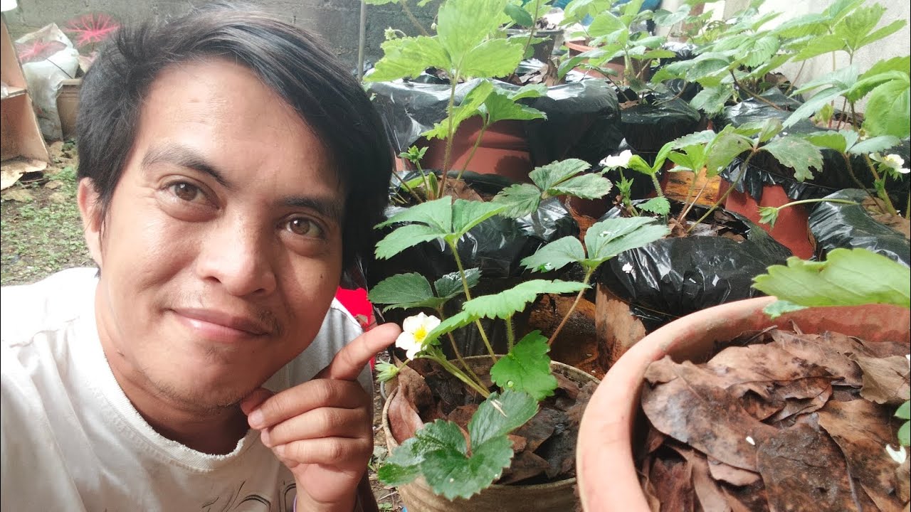 ISANG PERASO LANG NABINIGAY NA STRAWBERRY YAN NAPADAMI NATIN!! #napadami #strawberryplant 