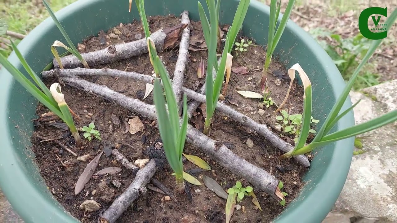 Una pianta da coltivare sul tuo balcone. Coltivazione dell'aglio (Allium sativum) e sue proprietà