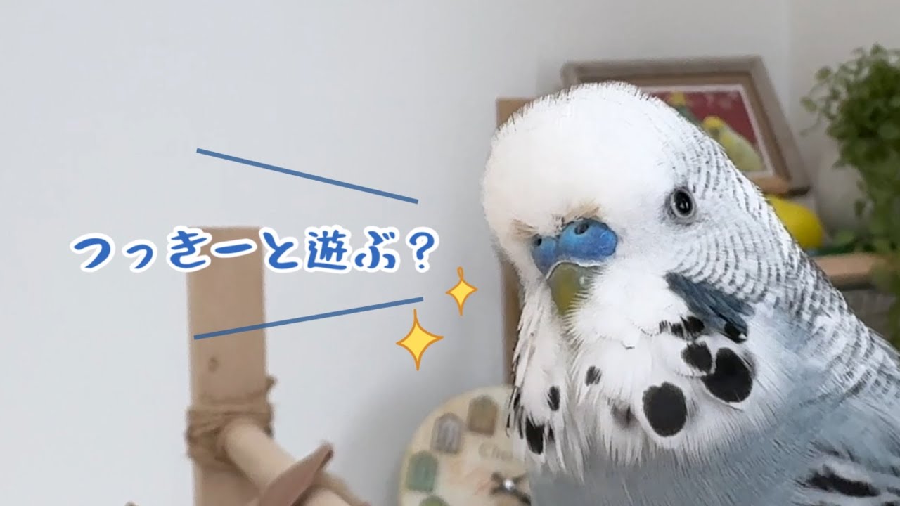 ジャンボがかっこよく誘ってくれた結果【インコとお喋り】