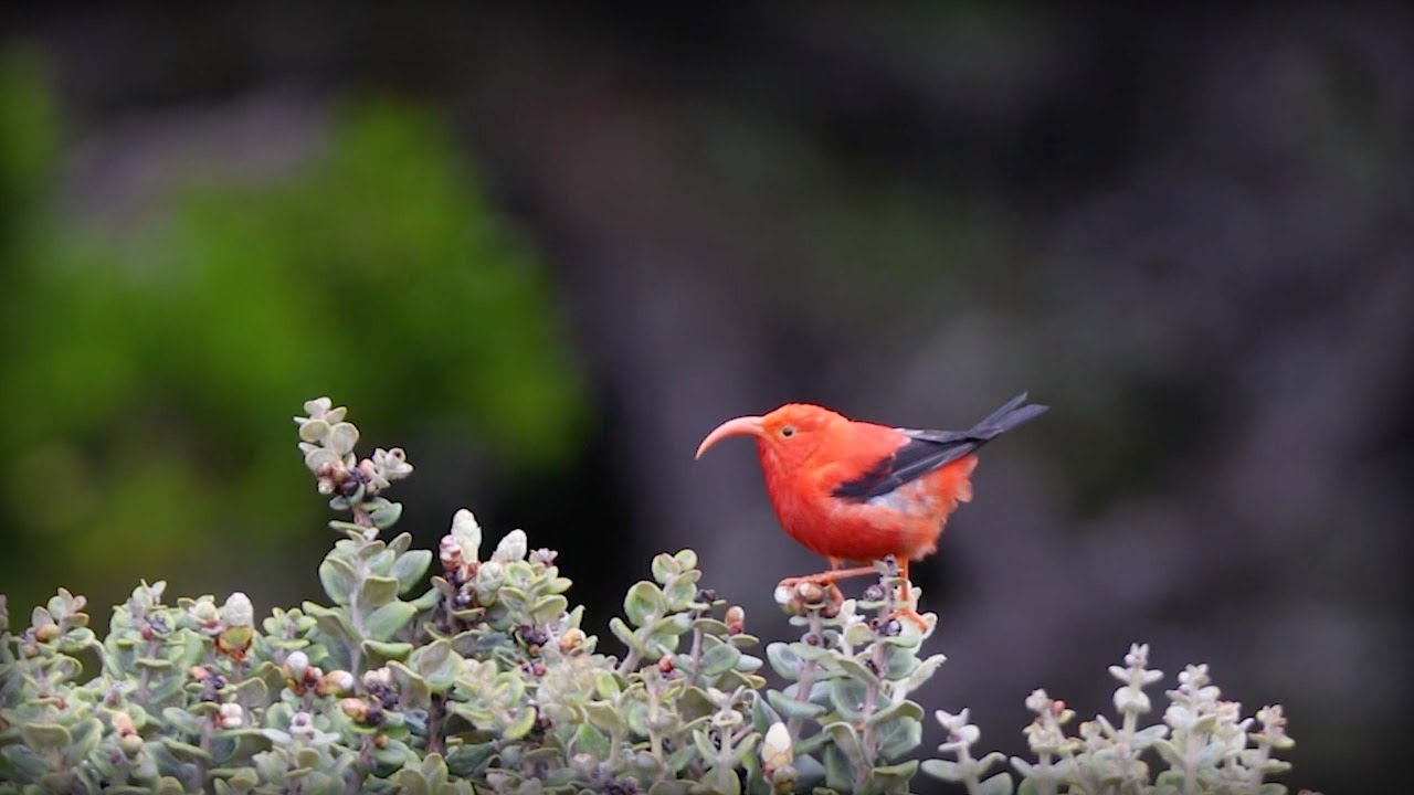 I'iwi (Drepanis coccinea)