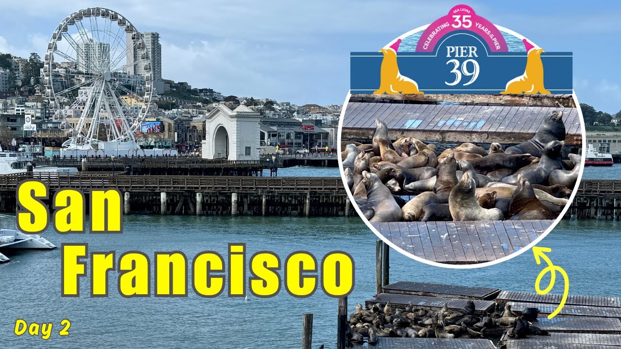San Francisco | Pier 39 Sea Lions, Golden Gate Bridge Night View (ဆန်ဖရန်စစ္စကို)