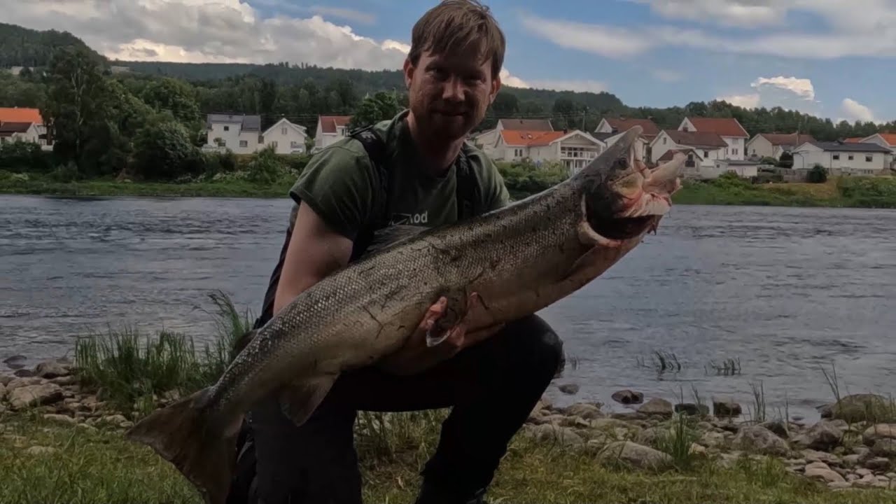 12 kilos laks på flue i Drammenselva, juni 2023