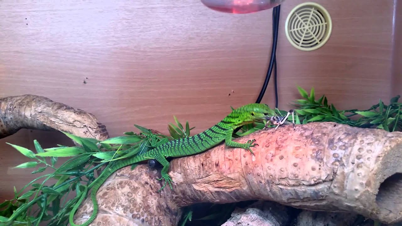 Feeding a Green Tree Monitor at Repti.store