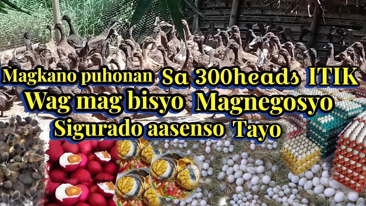 MAGKANO PUHUNAN sa 300HEADS na ITIK | WAG MAG BISYO MAGNEGOSYO SIGURADO AASENSO TAYO! | KAFARMERS