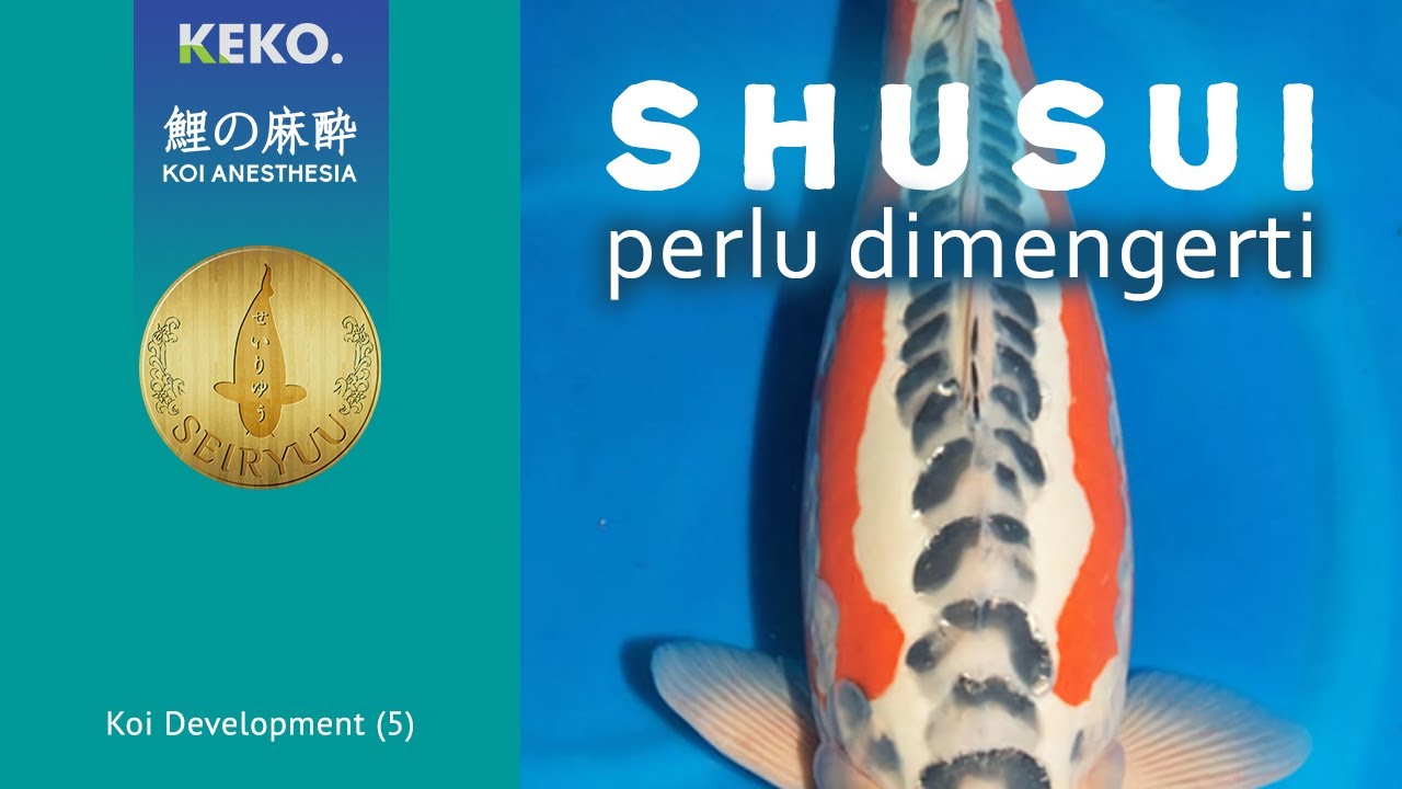 SHUSUI | Koi Cantik Tanpa Sisik | Koi Development (5) | Agustinus Foe