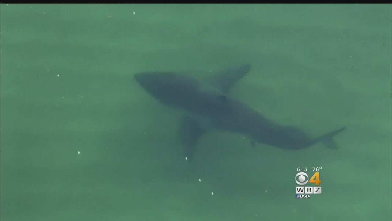 Researcher Says Magnets May Be Used To Repel Sharks From Beaches