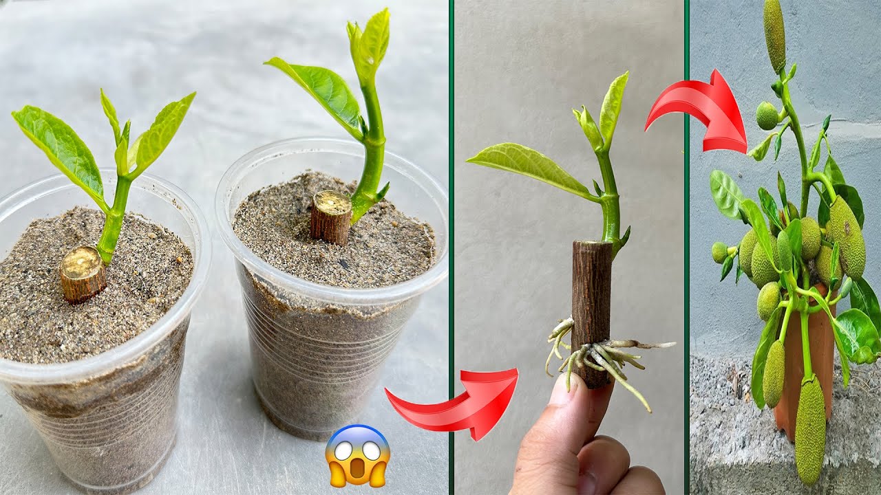 UNIQUE METHOD / stimulate jackfruit tree to grow extremely fast with great tips