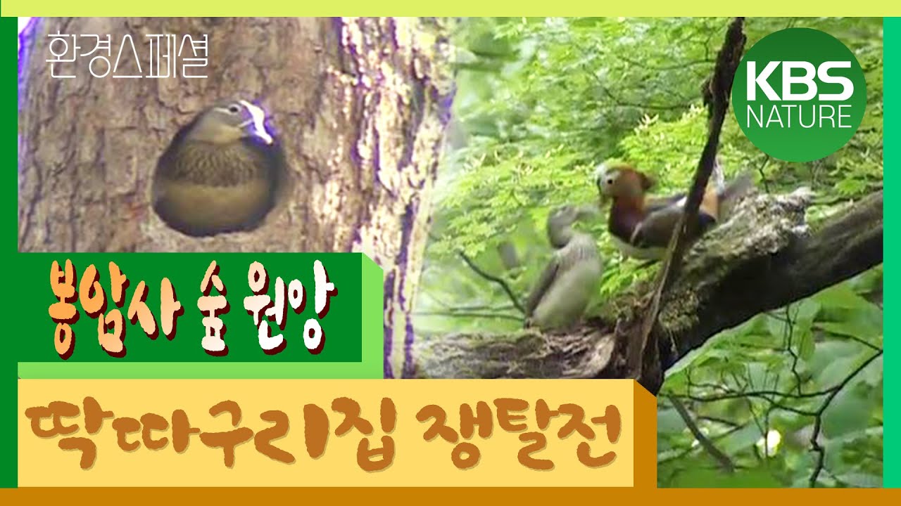 [시청자요청] 공사창립30주년 특집다큐 ‘봉암사의 숲’ / KBS 20030305 방송