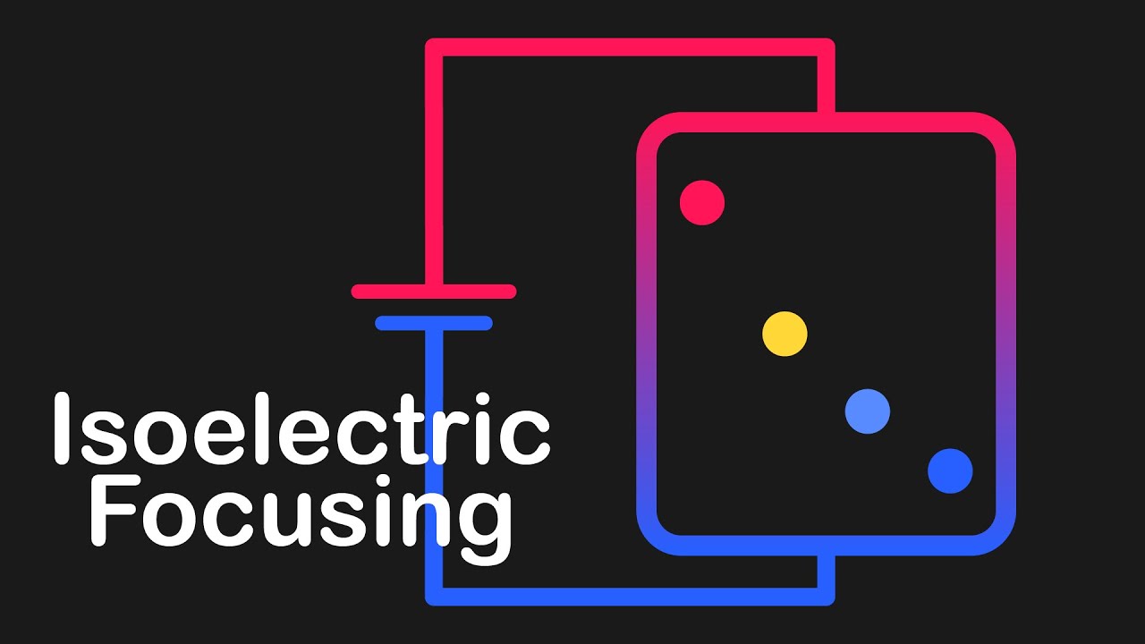 What You Need to Know About Isoelectric Focusing | MCAT Content