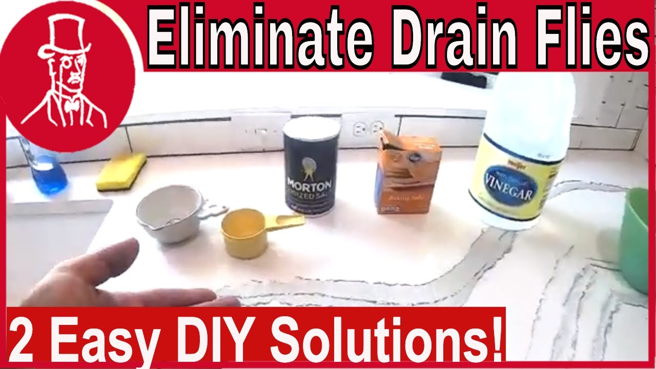 How to Get Rid of Drain Flies