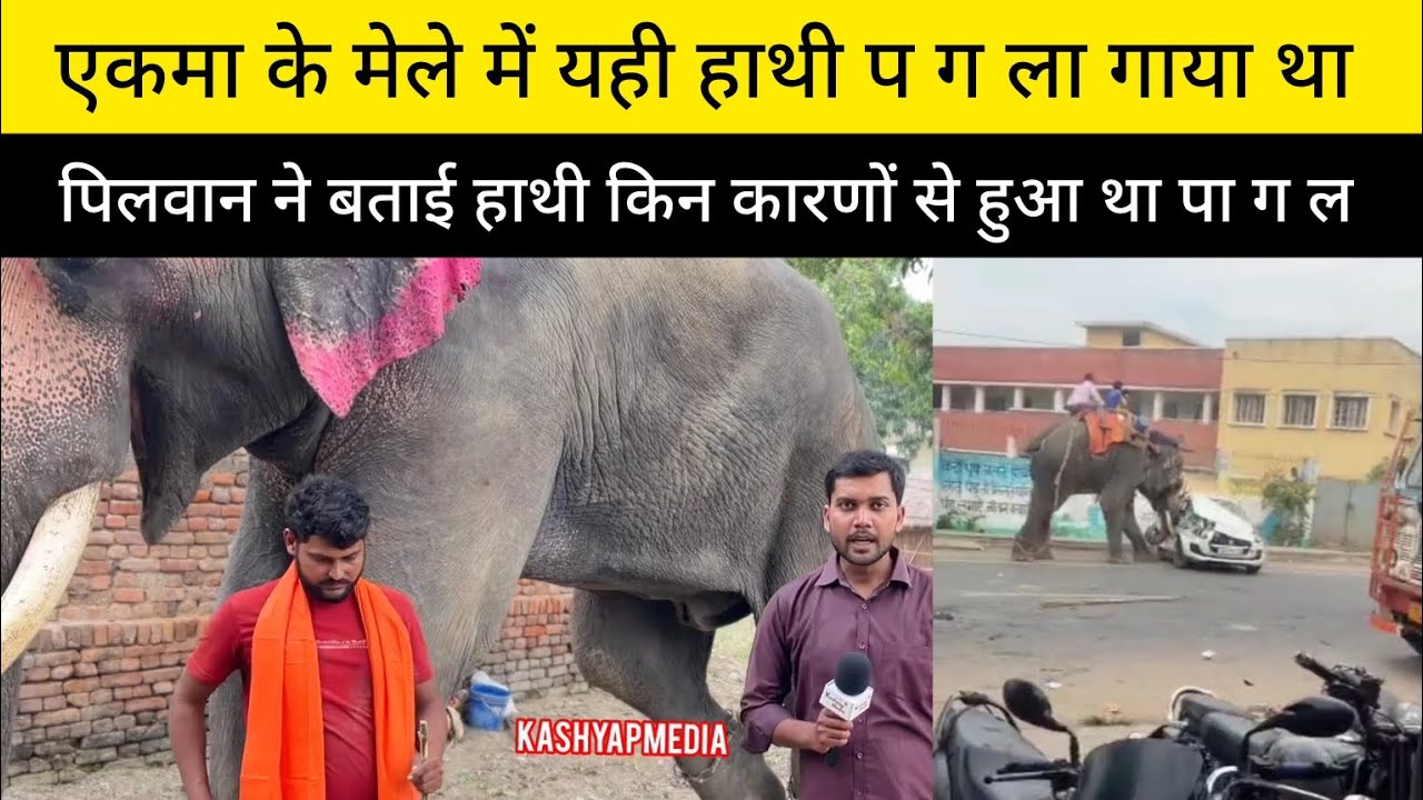 एकमा के मेले में यही हाथी प ग ला गाया था पिलवान ने बताई हाथी किन का र णों से हुआ था पा ग ल