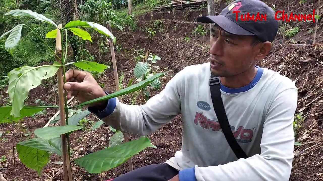 kita coba sistem pagar bolo
