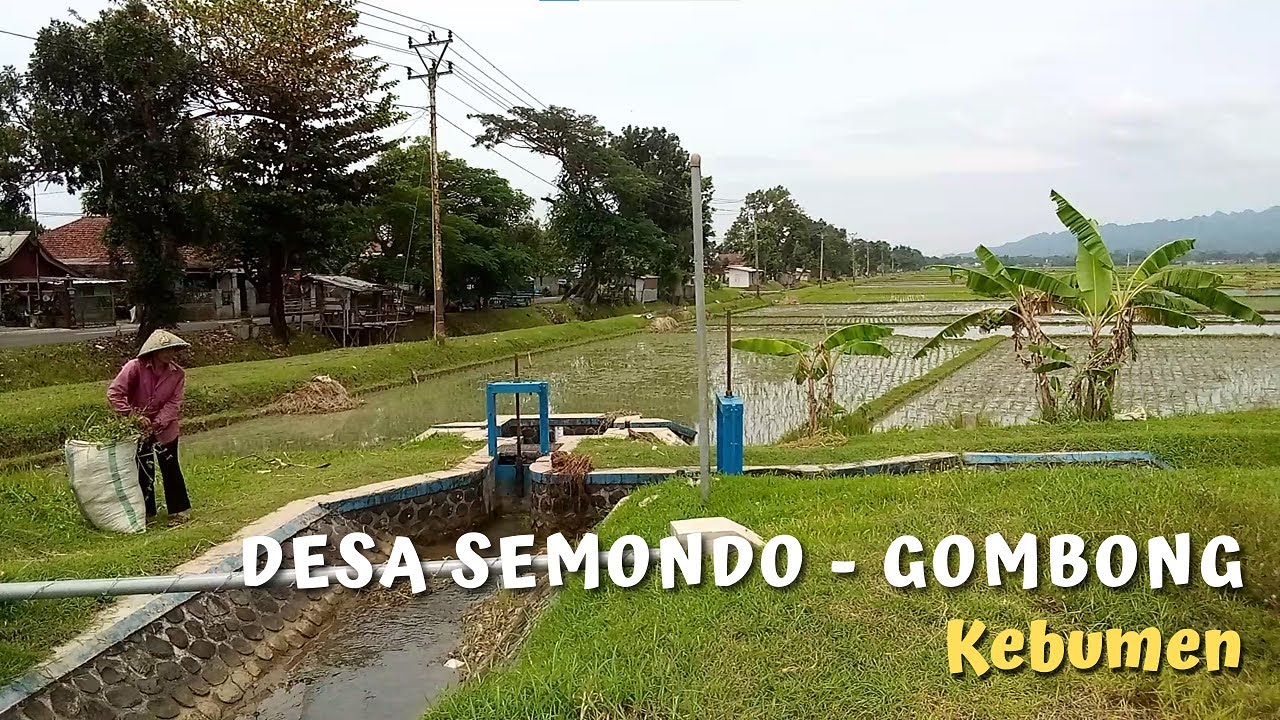 INGET ORANG TUA di GOMBONG ? Suasana Desa Semondo Gombong yang Nyaman dan Bikin Kangen di Kebumen