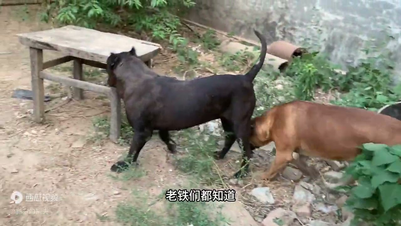 老夫少妻约会，公犬屡屡失败，母犬失去耐心，以后更难了