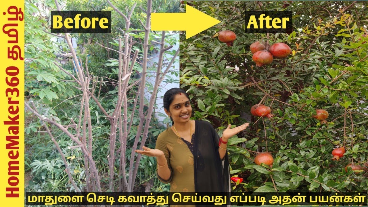 மாதுளை செடி நல்ல வளரவில்லையா இத ட்ரை பன்னி பாருங்க | Do this to get More Fruits in Pomegranate