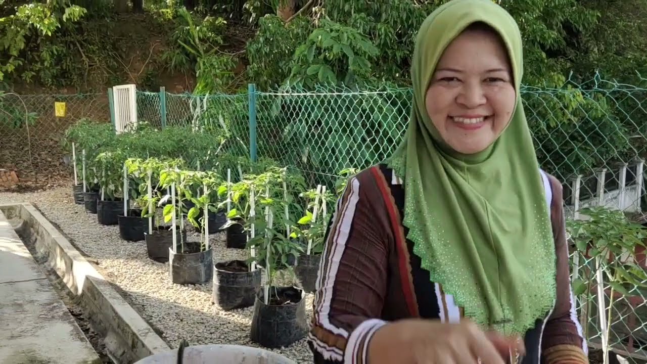 H) Cili Kulai & Keriting Usia 7 minggu/49hst..Semburan Calcium Boron Magnesium.