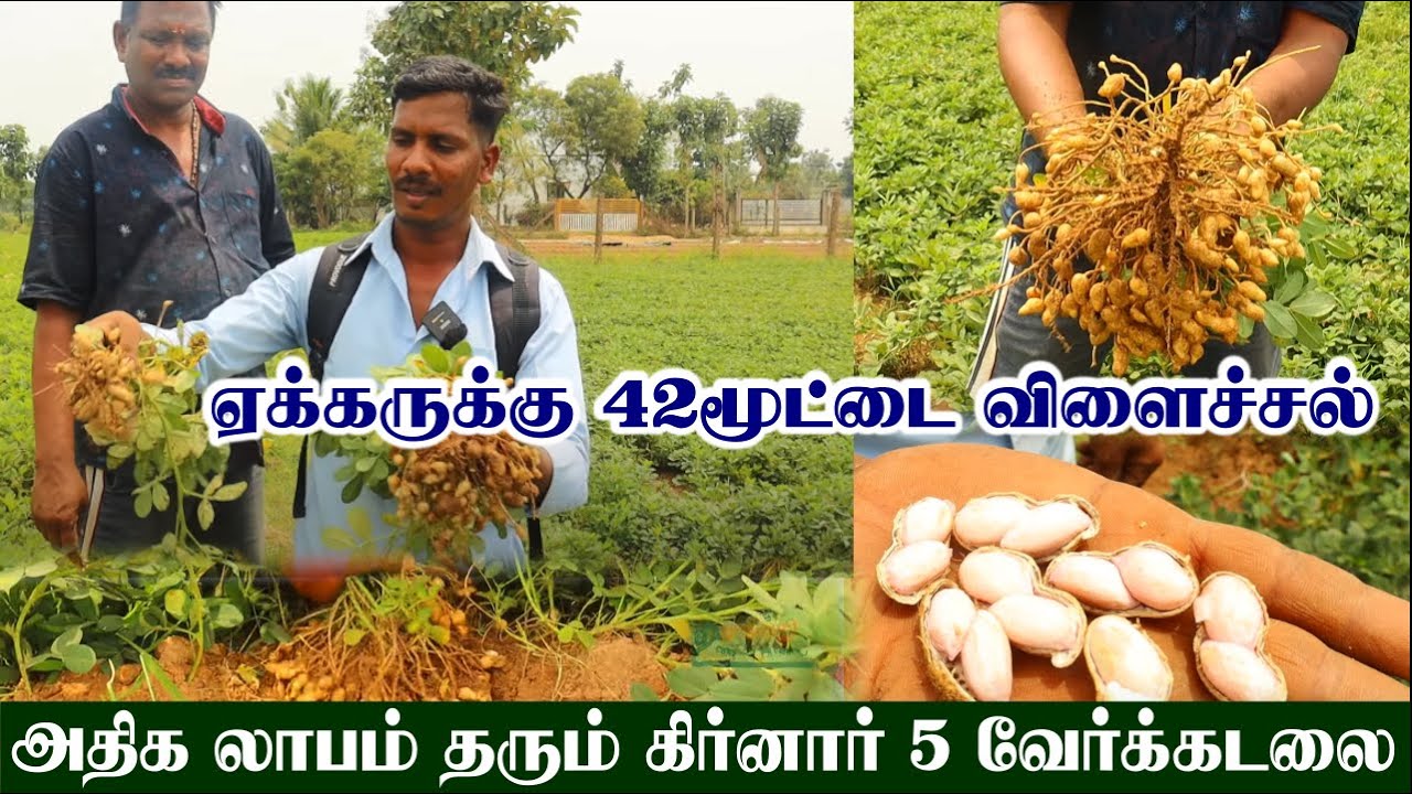 Girnar 5 புதிய ரக வேர்க்கடலை | 100நாளில் 1.5லட்சம் | தமிழ்நாடு முழுவதும் விதைகள் அனுப்பப்படும்