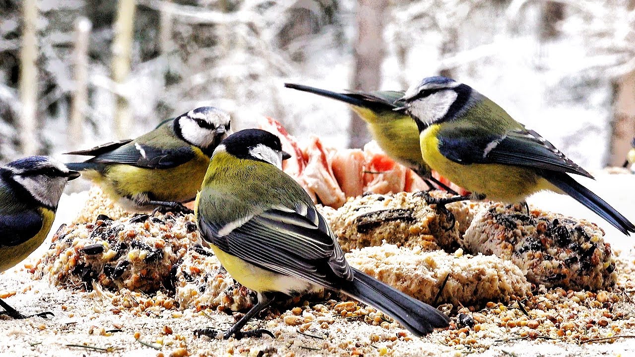 The hungry birds enjoy suet / Relaxing video ❄️❄️