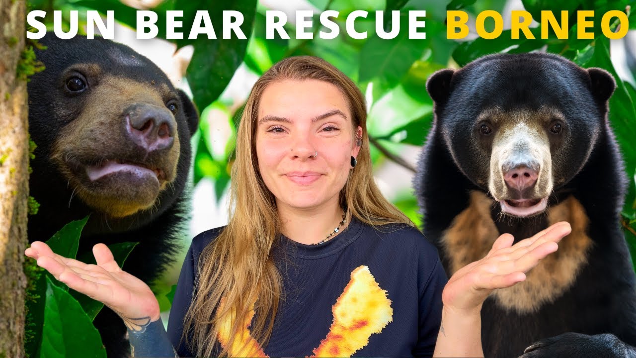 Bornean Sun Bear Conservation in Sepilok, Sabah. 🇲🇾