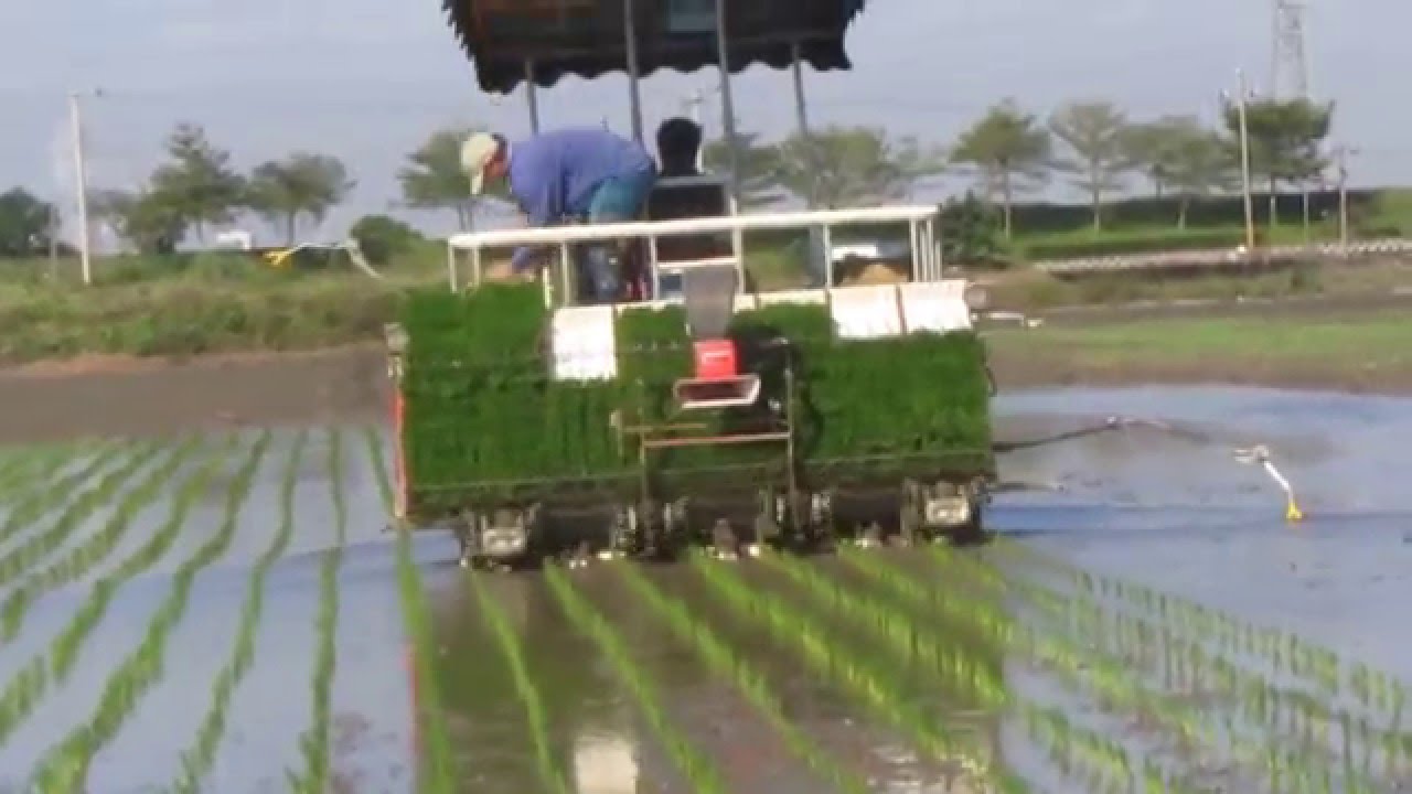 trasplante de arroz